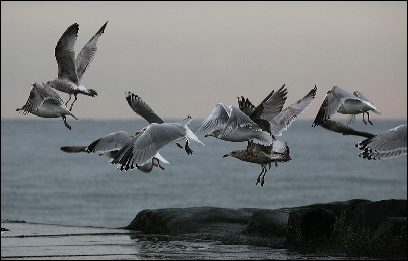 Christmas morning ocean grove sea gulls Take Off