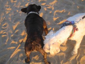 French bulldog, Sammy and Harry, Ocean Grove, Jersey shore