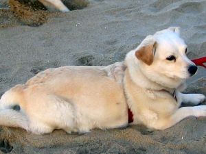 Sophie Taylor, rescue dog, Jersey shore, Ocean Grove