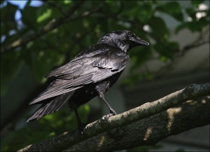 black bird, grackle