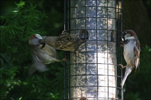 Bird Feeder Fight, sparrows