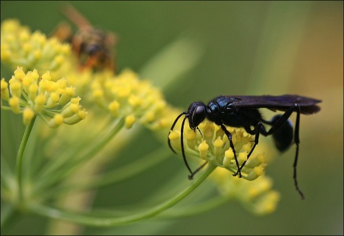 great black wasp