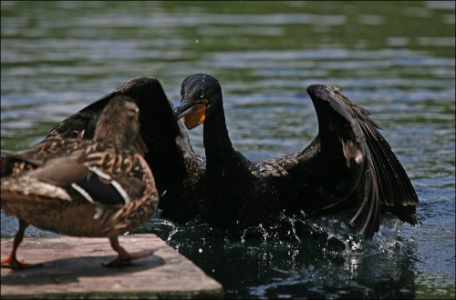 cormorant, duck, duckling, 