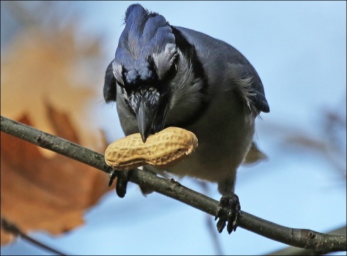 Blue Jays Are Known Thieves!