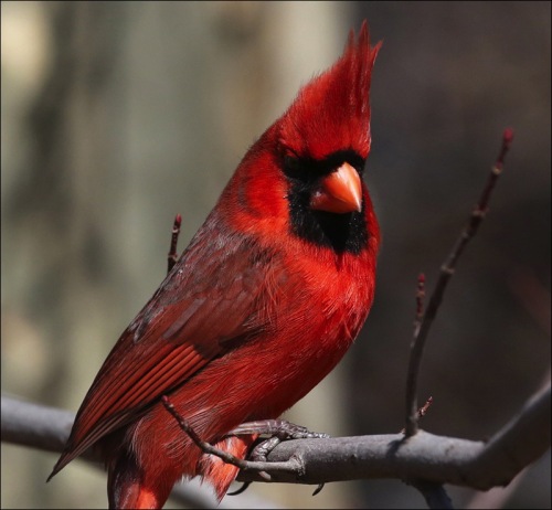 Regal Red Cardinal