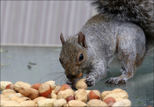 "Geez, Hazelnuts!  Must Be A Holiday Or Something"