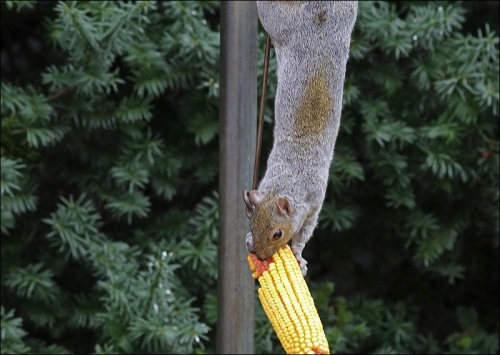 Squirrel On The Corn Wheel