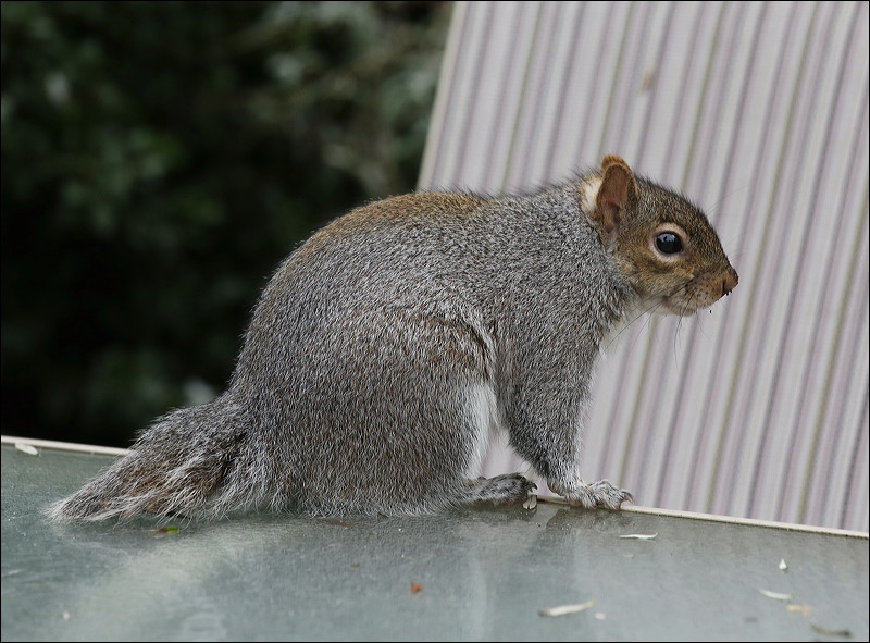 Wildlife Wednesday – Who’s Acting SQUIRRELY?? | Pbenjay's Blog