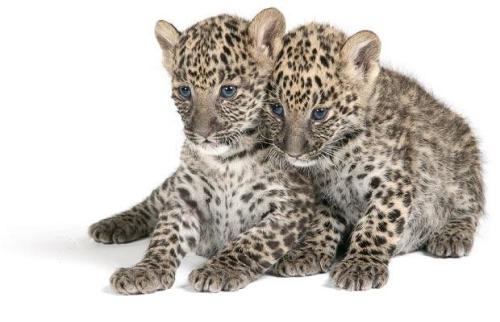 Cutesy Cubs